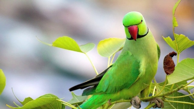 Зеленые попугаи в Польше