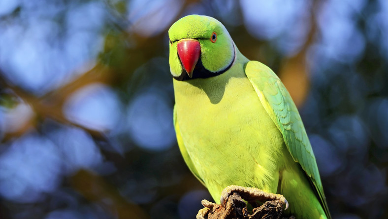 Зелені папуги в Польщі