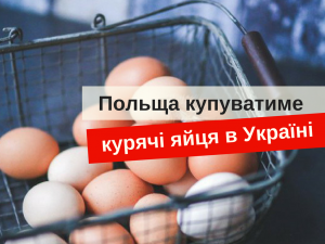 куриные яйца