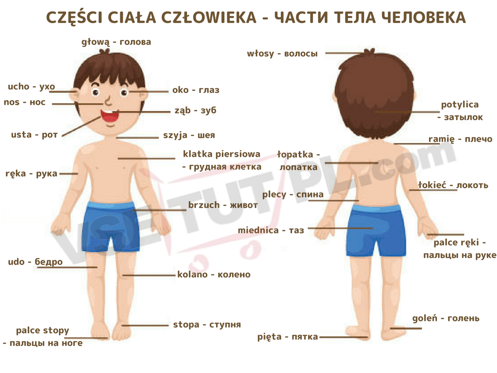 Części ciała człowieka