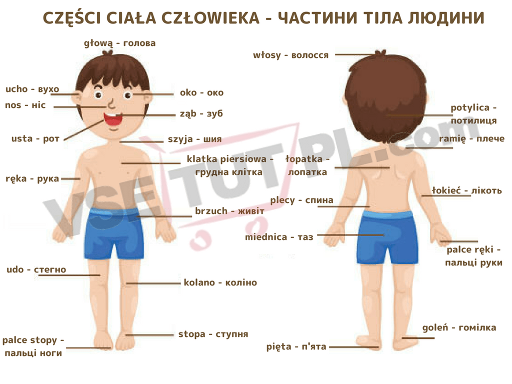 Części ciała człowieka