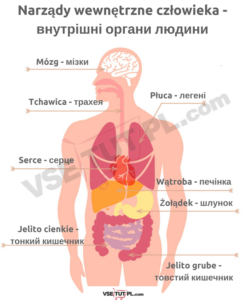 Narządy wewnętrzne człowieka