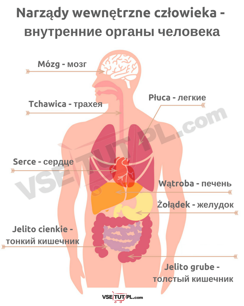 Narządy wewnętrzne człowieka 